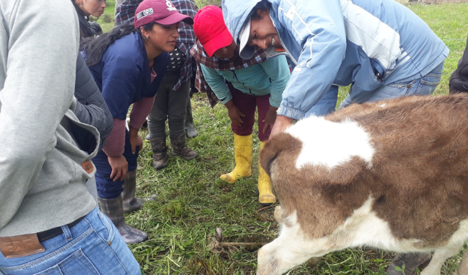 Productores pecuarios de Tungurahua concluyen capacitación en lechería