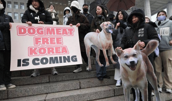 Corea del Sur: Prohíbe la Venta de Carne de Perro desde 2027