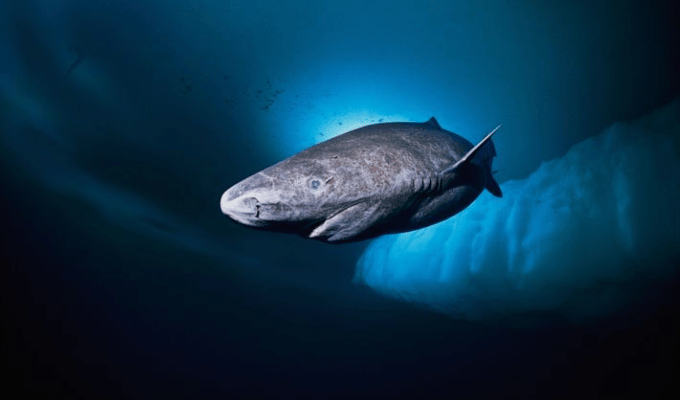 Expedición en Belice Revela al Animal Más Longevo del Mundo