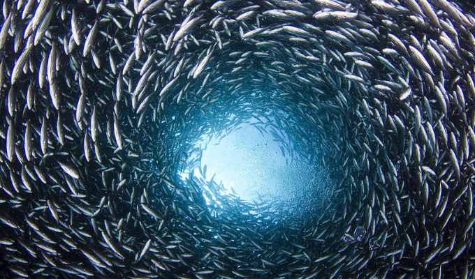 Planeta Oceánico: Desafíos y esperanzas en el Día de los Océanos