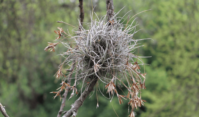 Tillandsia Recurvata: El Peligro que Acecha los Árboles Quiteños