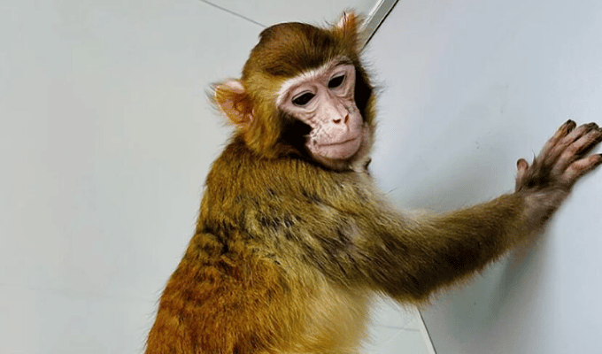 El Nacimiento de ReTro, el Primer Mono Rhesus Clonado