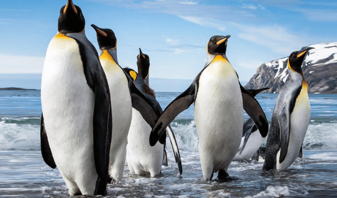 Cuatro Nuevas Colonias de Pingüinos Emperador en la Antártida