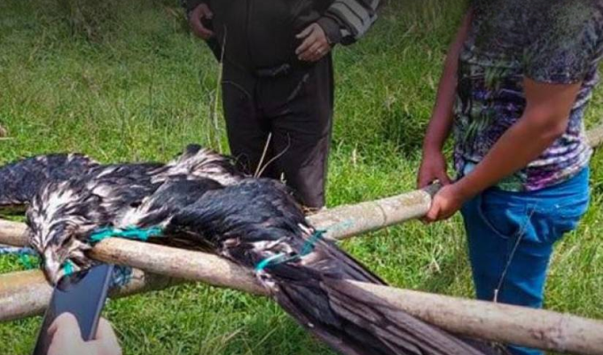 Condenan a hombre a un año de cárcel por crucificar águila andina