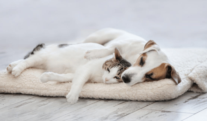 Cómo Proteger a Perros y Gatos de Enfermedades Respiratorias