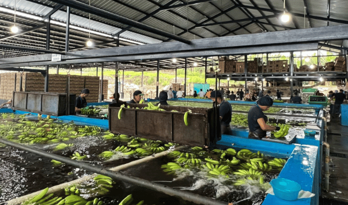 Rusia castiga a Ecuador: 25% de exportaciones de banano en riesgo