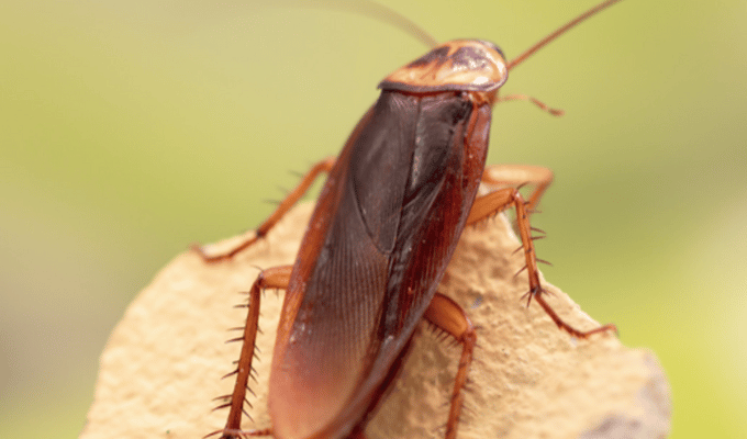 Nomina a tu ex en el Zoológico del Bronx para una Cucaracha Sibilante