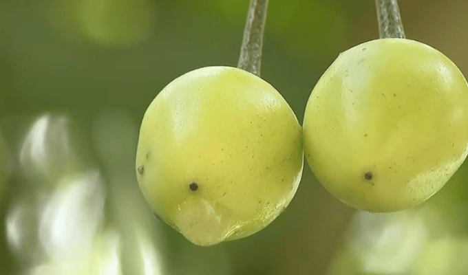 Protegiendo el Futuro: El Rol Crucial de las Plantas del Chocó Andino