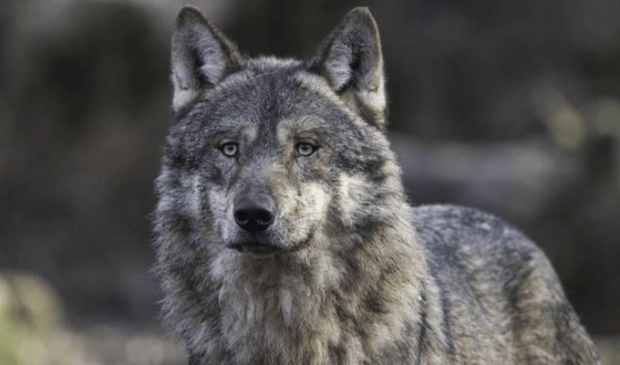 Los Lobos de Chernóbil: Sobrevivientes Mutantes con Escudo Anticáncer