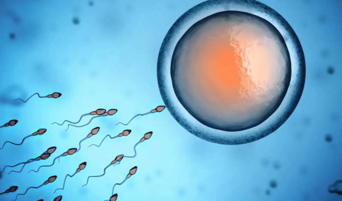 Alimentos Ultraprocesados Podrían Dañar la Calidad del Semen