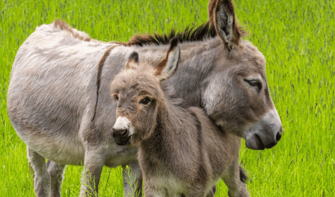 El Comercio de Pieles de Burro: Un Grito de Auxilio desde África