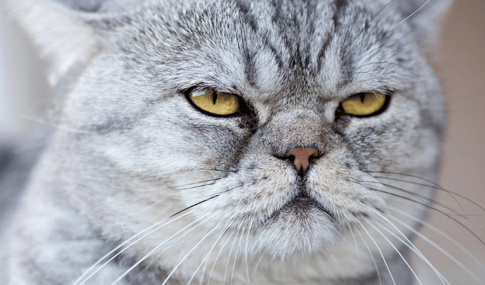 ¿Por Qué el Día del Gato se Celebra en Febrero, Agosto y Octubre?