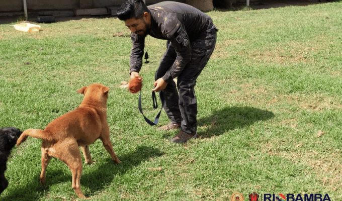 ¡Campaña en marcha! Riobamba se une para frenar abandono de mascotas