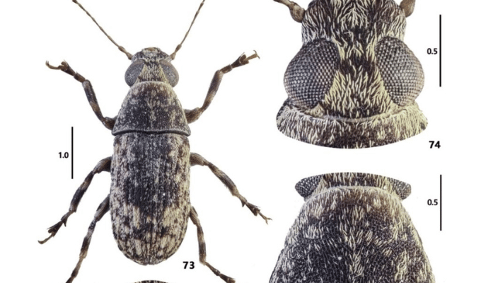 ¡Increíble! Ecuador Presenta un Insecto Nunca Antes Visto