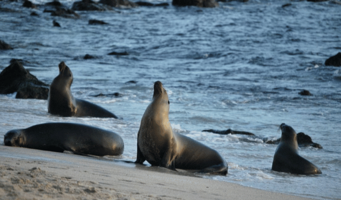 ¡Impactante decisión! ¡Precio de entrada a Galápagos se dispara!