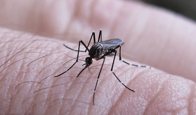 Epidemia de Dengue Amenaza a Perú: Declaran Emergencia Sanitaria