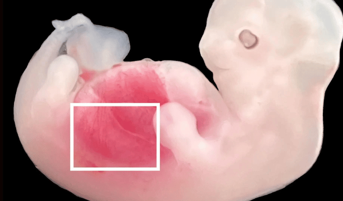 Cerdos Genéticos: Futuro de Trasplantes Humanos