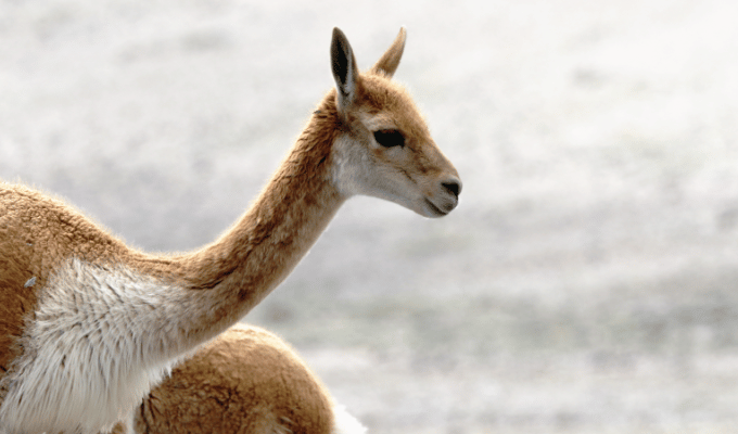 Vicuñas del Chimborazo: Joyas de la Fauna y Tesoro Cultural de Ecuador
