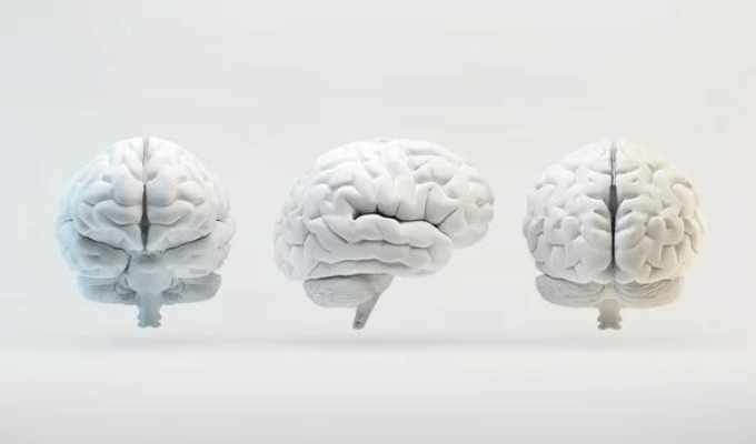 Explorando el Cerebro: Los 3 Componentes Claves