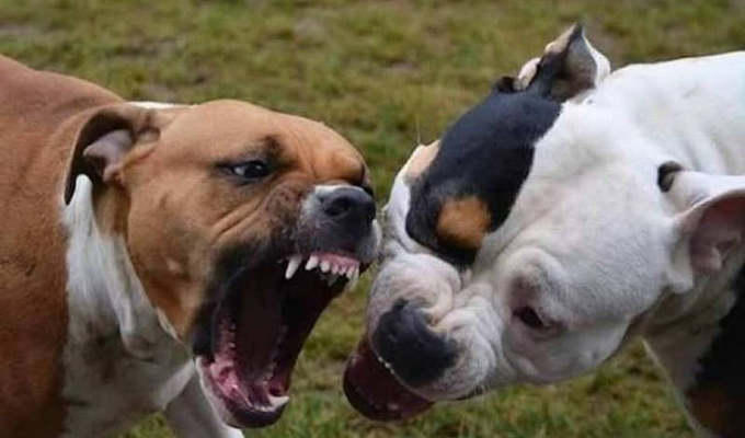 Perros Pitbull atacan a un hombre en la parroquia Pishilata 👨⚕️