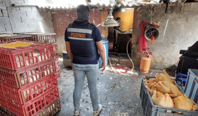 Caos en camales de Quito: ¡Animales en descomposición!
