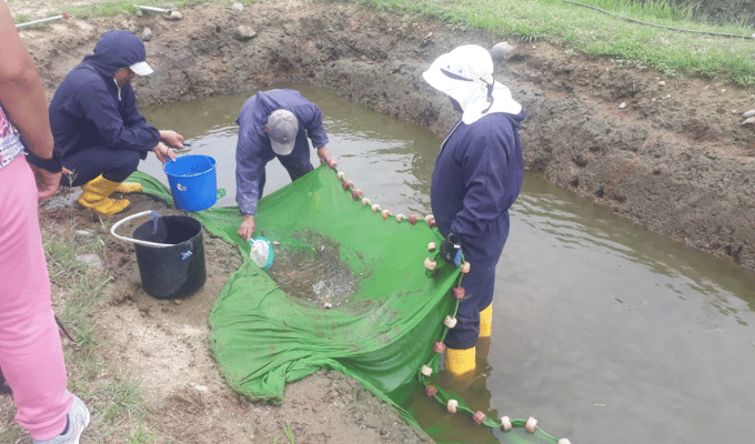 Capacitación Transforma Productores de Tilapia en Picaihua