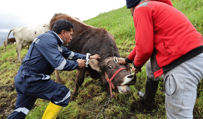 ¡Protegiendo nuestro ganado! Campaña masiva de salud animal