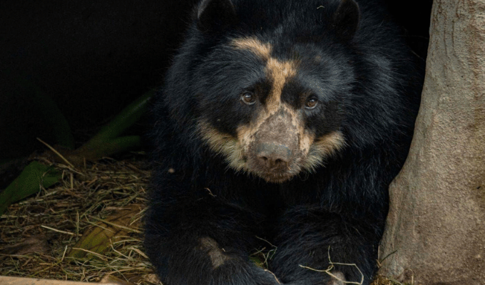 El emocionante momento en que Tupak el oso andino regresa a casa