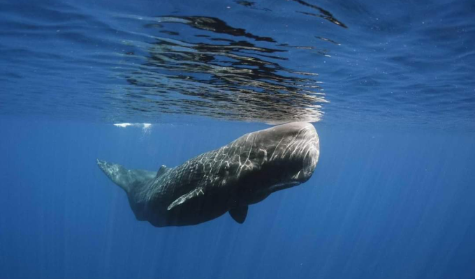 La Misteriosa Ballena de 52 Hz: El Mamífero Más Solitario