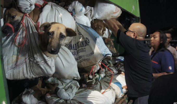 ¡Rescate épico en Java! Más de 200 perros salvados de destino cruel