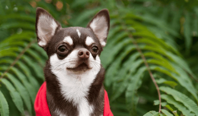 Descubre Bark Air, la revolución de los viajes aéreos para mascotas