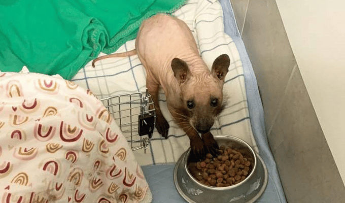 Rufus, el mapache que fue confundido con un gato sin pelo