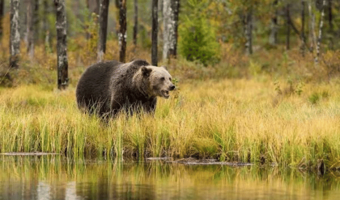 ¿Hombre o animal salvaje?El dilema que revela una dura realidad social