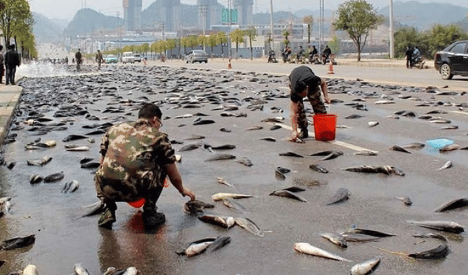 ¡Increíble pero cierto! Lluvia de peces sorprende a ciudadanos en Irán