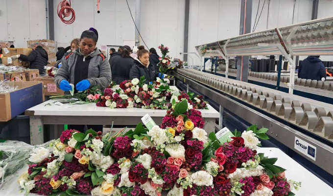 Día de la Madre impulsa exportación de flores de Ecuador hasta Miami