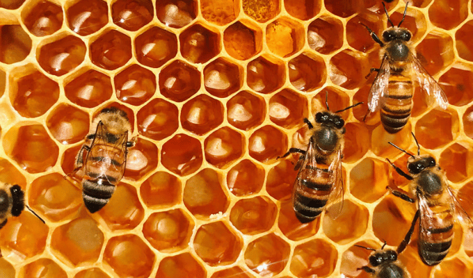 La lucha de las abejas contra el sobrecalentamiento global
