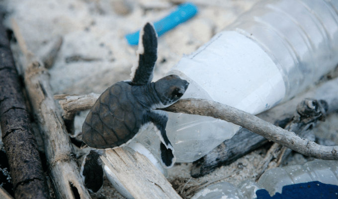 WWF insta a un tratado global ante la crisis acelerada de plásticos