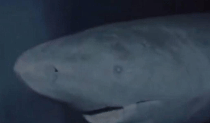 Captan en video a tiburón de más de 300 años en el Océano Artico