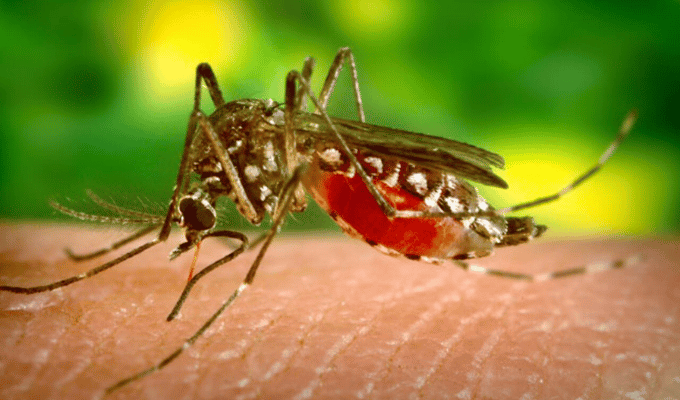 Ecuador enfrenta alarmante incremento de casos de dengue