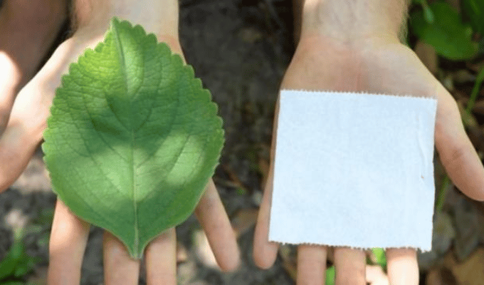 El boldo: ¿Nuevo papel higiénico ecológico que conquistará al mundo?