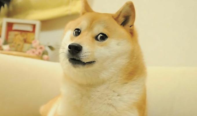 Kabosu, la Shiba Inu que inspiró el meme Doge, falleció a los 18 años