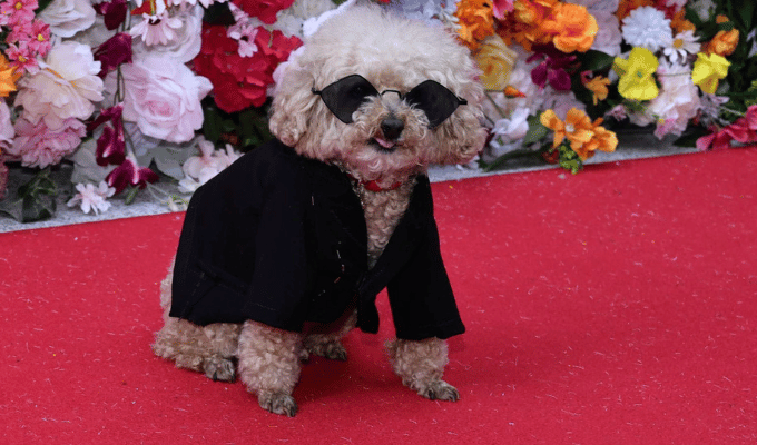 Celebridades caninas deslumbran en la Pet Gala del Museo del Perro