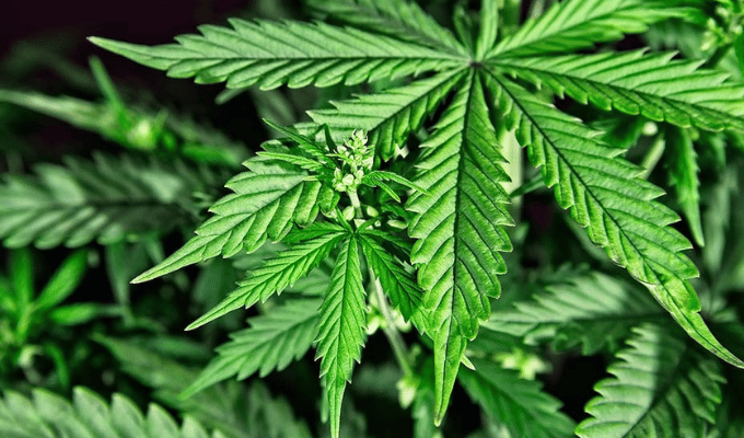 Cannabis, la nueva droga de elección diaria en Estados Unidos