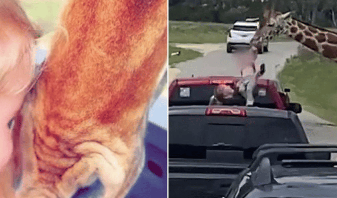 ¡Susto en Safari! Jirafa Levantó a una Niña de 2 Años en Texas