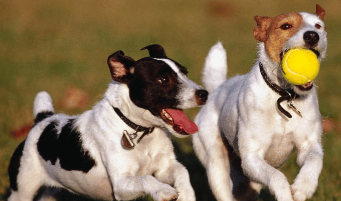 ¡Alerta! Gripe aviar A(H5N2) amenaza a tus mascotas