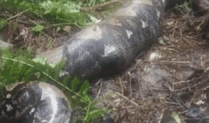 Mujer desaparecida encontrada en el vientre de una serpiente