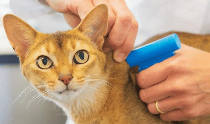 ¿Microchip para gatos en otros países? ¡Descúbrelo!