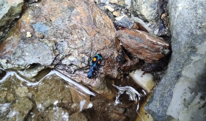 ESPOCH descubre nueva especie: Piezonemus ESPOCH