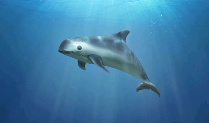 ¡Alerta en el mar! Solo quedan 10 vaquitas marinas, ¿es el fin?