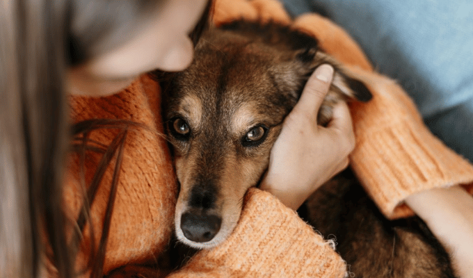 ¿Quién se queda con el perro? El dilema que resuelve Rover